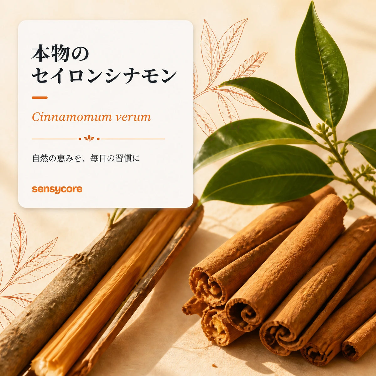 Sensycore セイロンシナモン